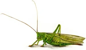 Kobylkovité: kobylka zelená
