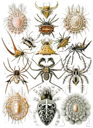 Haecklove ilustrácie pavúkov a pečeňoviek z diela Umelecké formy prírody, 1899 – 1904
