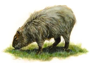 Kapybara močiarna

