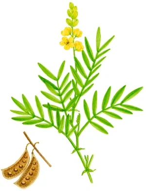 Kasia úzkolistá, konárik s kvetom a listami a plod – struk
