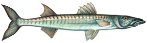 Barakuda šťukovitá
