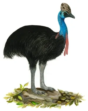 Kazuár veľkoprilbý
