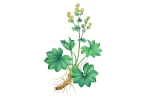 Alchemilka