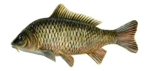 Kapor rybničný
