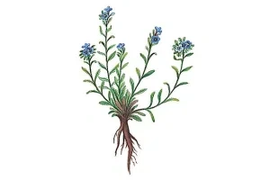 Alkana farbiarska