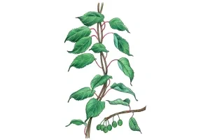 Aktinídia kolomiktová