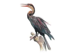 Anhinga hrdzavokrká