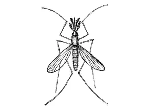 Anofeles škvrnitokrídly