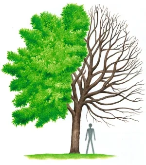 Čerešňa vtáčia chrupková