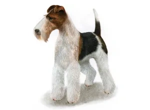 Hrubosrstý foxteriér