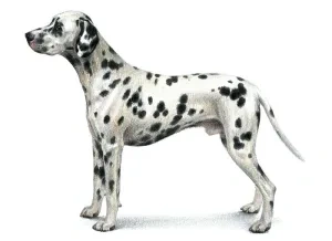 Dalmatínsky pes