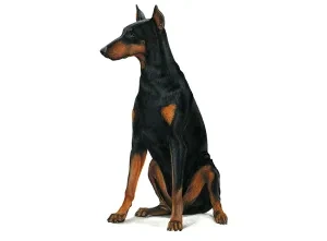 Doberman