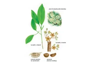 Kola lesklá, konárik s listami, konárik s kvetmi, plod (hviezdicovitá tobolka) prierez plodom so semenami, semená