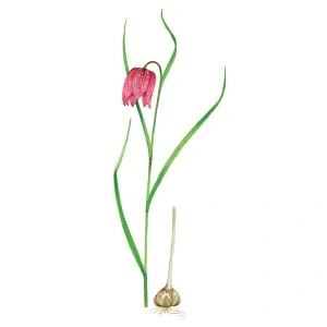 Korunkovka strakatá,  byľ s kopijovitými listami a s kvetom a cibuľa