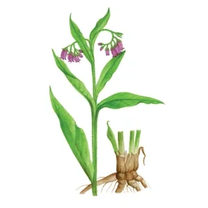 Kostihoj lekársky, stonka s listami a kvetmi a krátky zhrubnutý podzemok