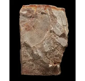 Fosília Gangamopteris