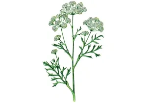 Bedrovník anízový