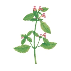 Konopnica páperistá