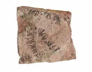 Vetvičky dendritov na vápenci, Slovenské múzeum ochrany prírody a jaskyniarstva v Liptovskom Mikuláši