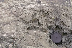 Biogénna erózia: vŕtavá činnosť lastúrnikov, Devínska Kobyla 