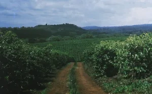 Kávovníkové plantáže v Keni
